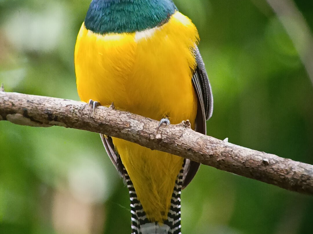 Corcovado Guia Adventures with William Mora-德雷克湾必去景点