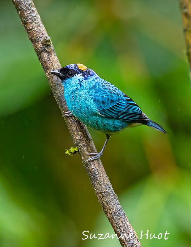 Ecuador Birds Tours-基多必去景点