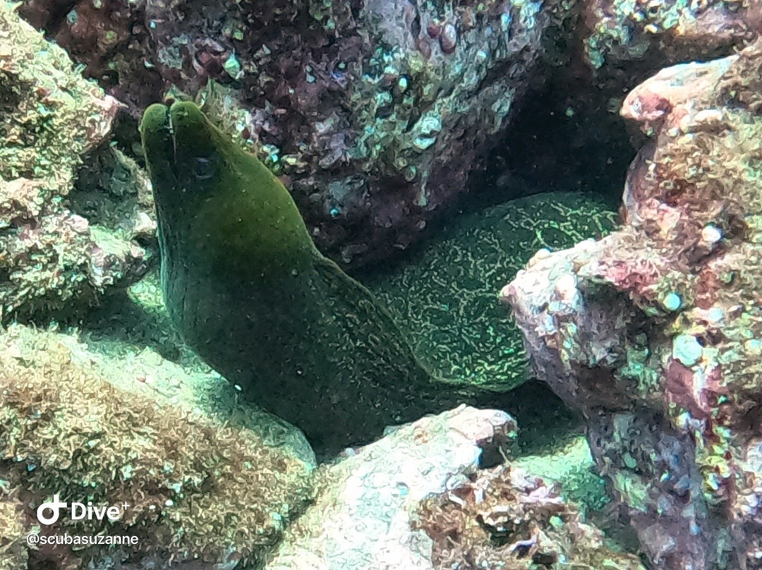 SCUBA Diving at Summer Salt Dive Center-Playas del Coco必去景点
