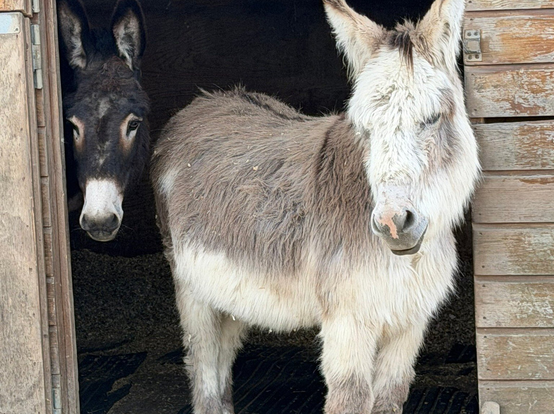 Hopefield Animal Sanctuary & Visitor Centre-布伦特伍德必去景点