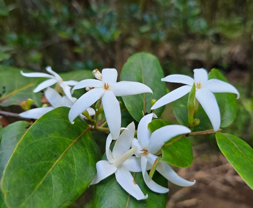 Grande Montagne Nature Reserve-罗德里格斯岛必去景点
