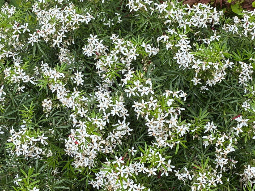 Botanische Tuin Dr. Costerus-Hilversum必去景点