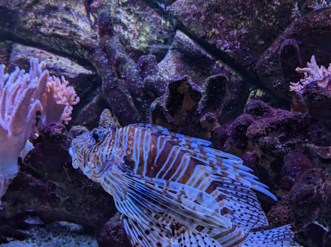 Aquarium de Dunkerque-敦克尔克必去景点