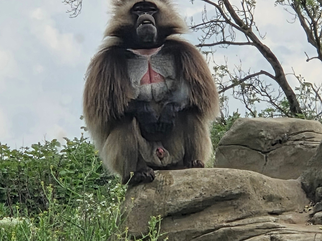 Bristol Zoo Project-Easter Compton必去景点