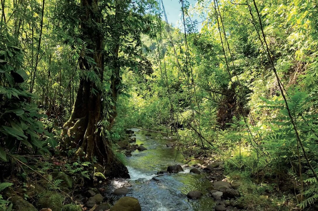 AOA Polynesian Forests-Mataiea必去景点