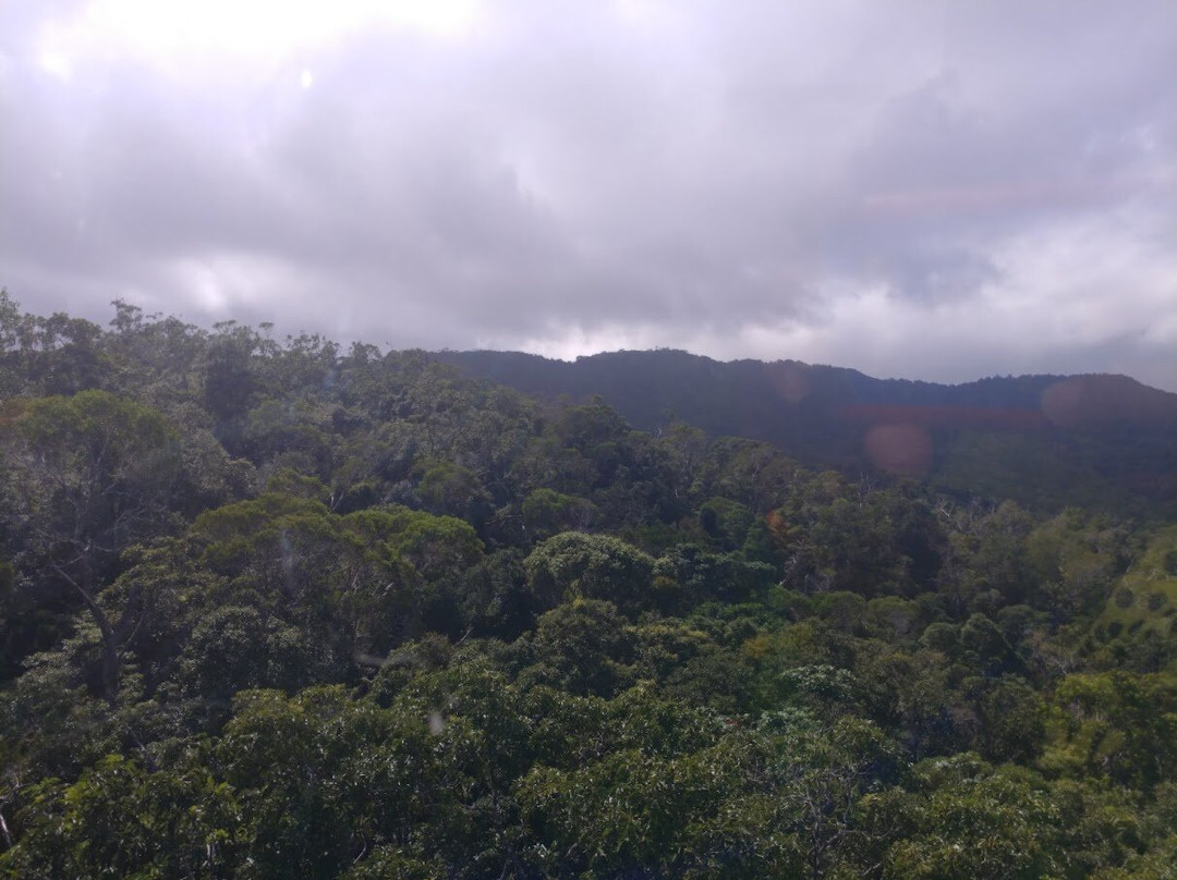 Skyrail Rainforest Cableway-Smithfield必去景点