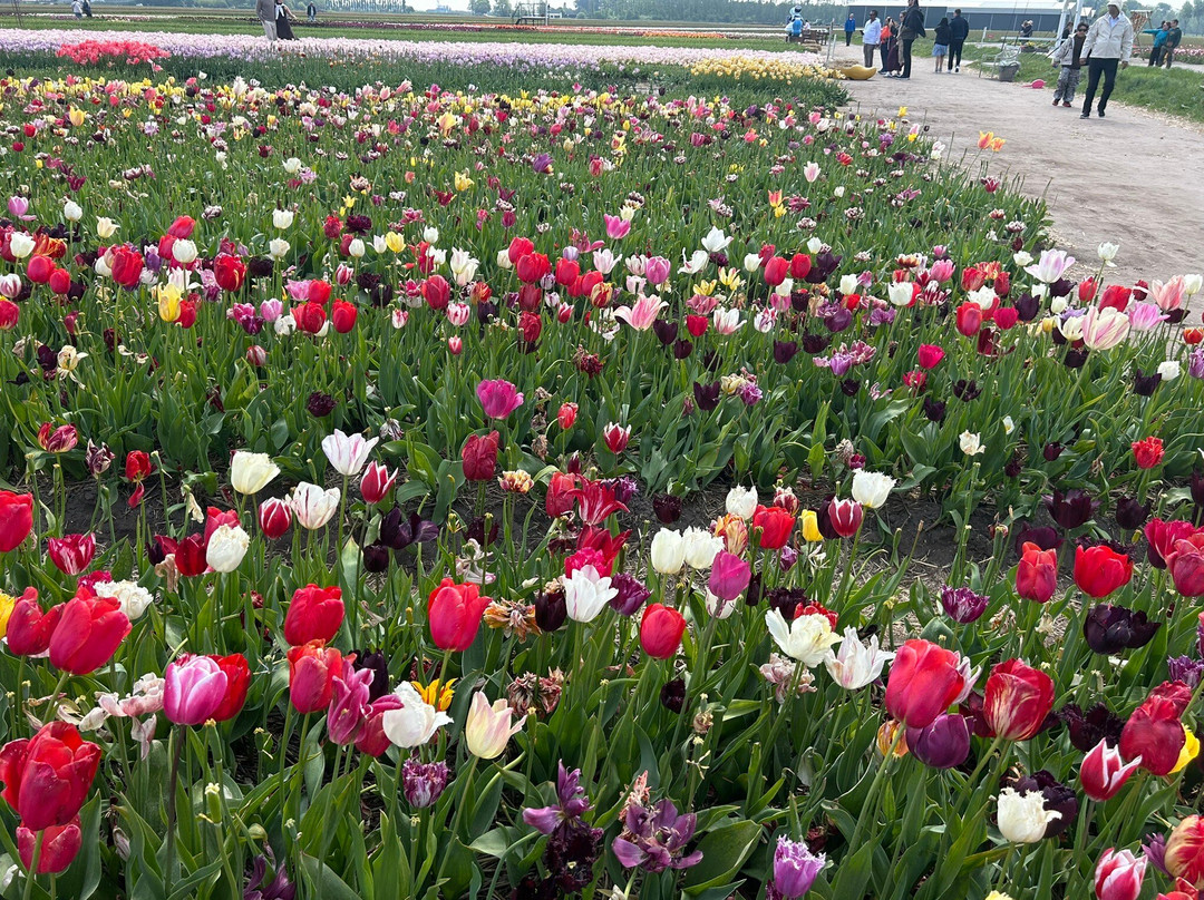 Tulip Experience Amsterdam-诺德韦克豪特必去景点