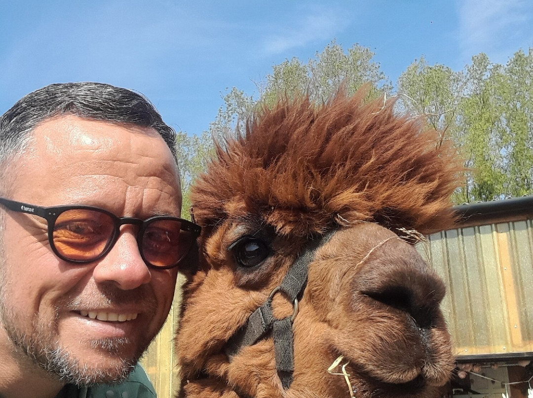 Woodlands Alpaca Farm-沃灵顿必去景点