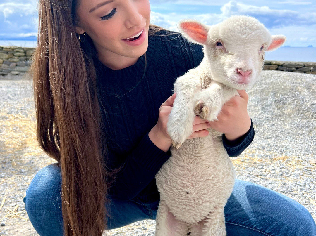 Hold A Baby Lamb-Glanfahan必去景点