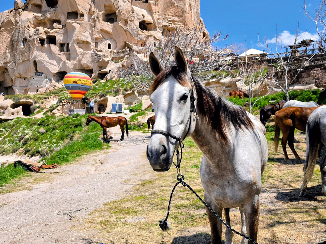 The Dalton Brothers Horse Riding Tours-格雷梅必去景点
