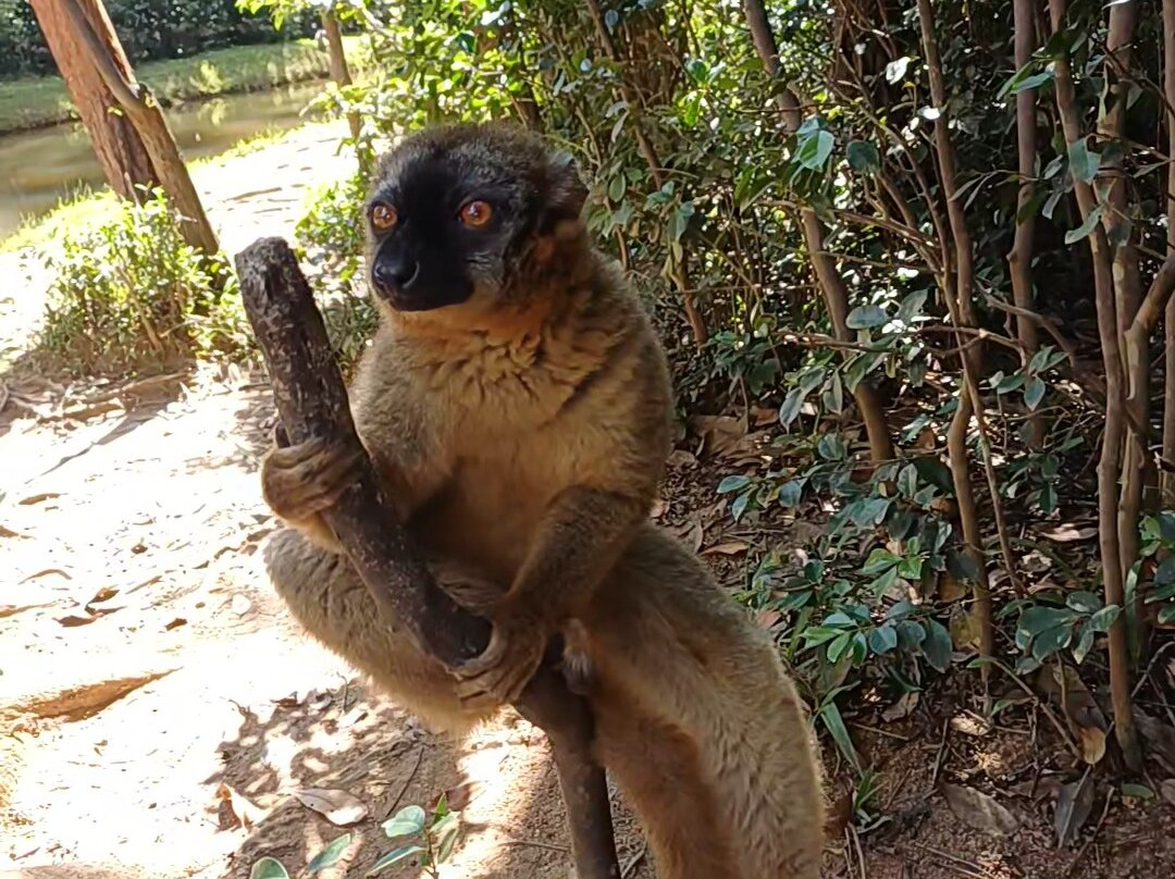My Madagascar-安塔那那利佛必去景点