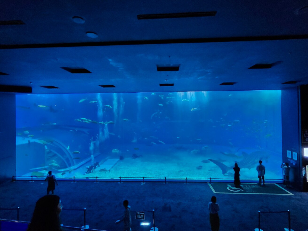 冲绳美之海水族馆-本部町必去景点