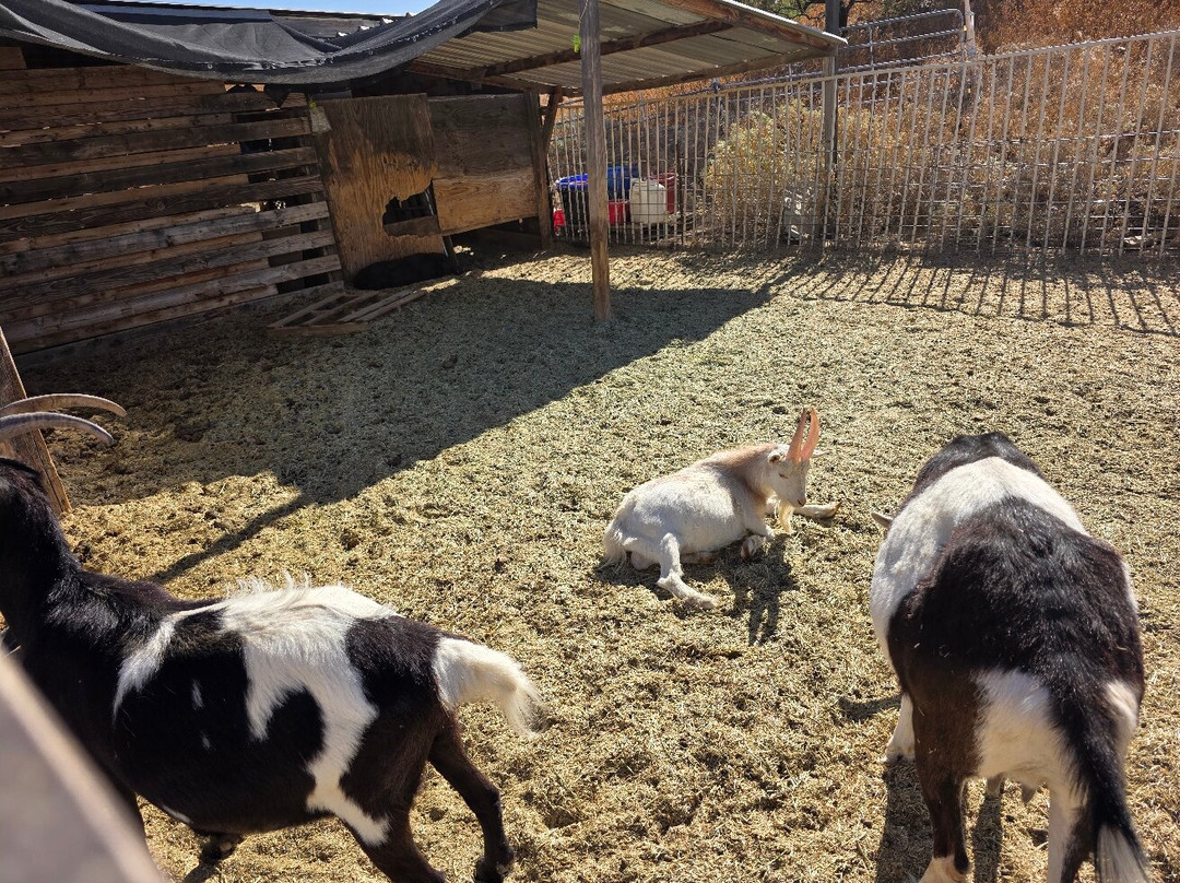 Arizona Horseback Adventures at Spur Cross-洞溪必去景点