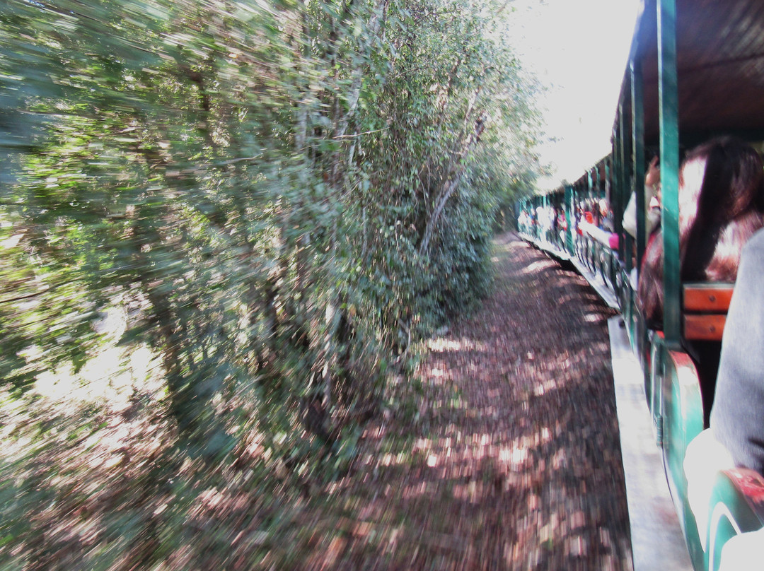 Tren Ecológico De La Selva-伊瓜苏港必去景点
