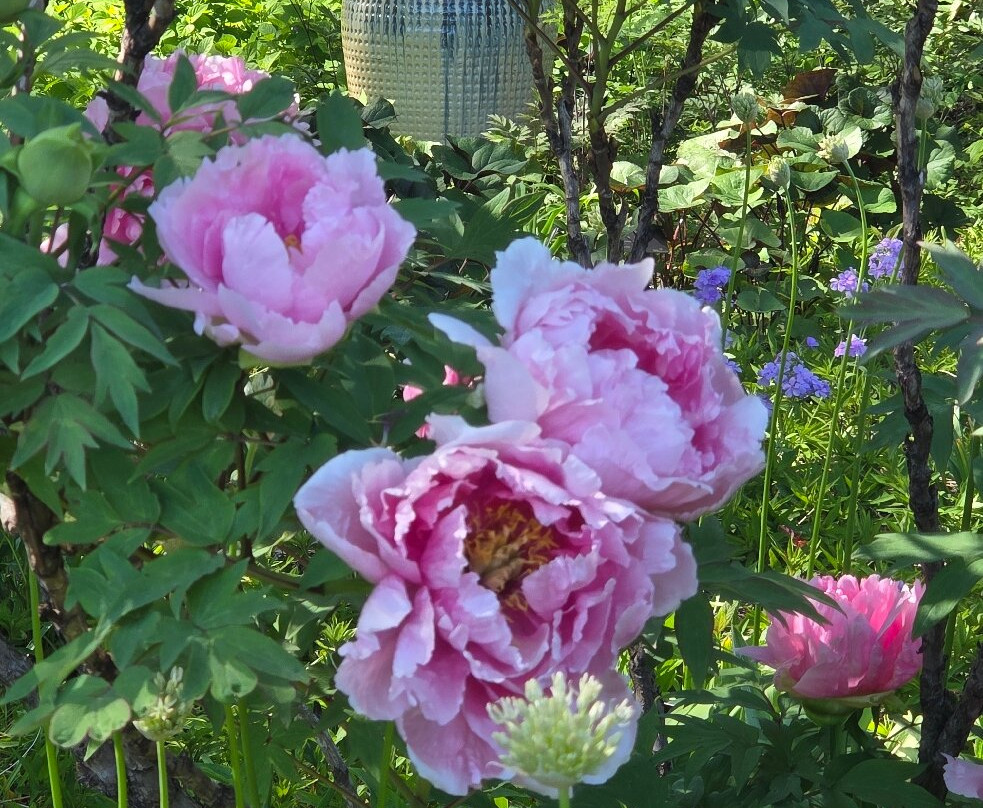 Green Bay Botanical Garden-格林贝必去景点
