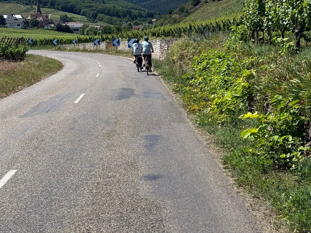Colmar Bike Tours-科尔马必去景点