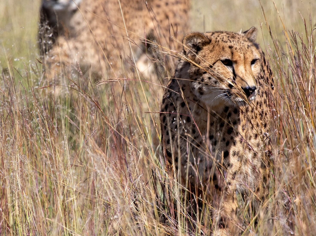 Ann van Dyk Cheetah Centre-哈特比斯普特必去景点