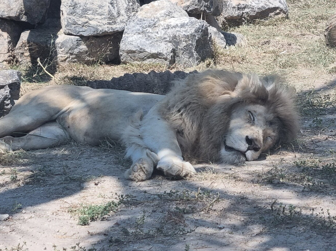 Rio Safari Elche-埃尔切必去景点