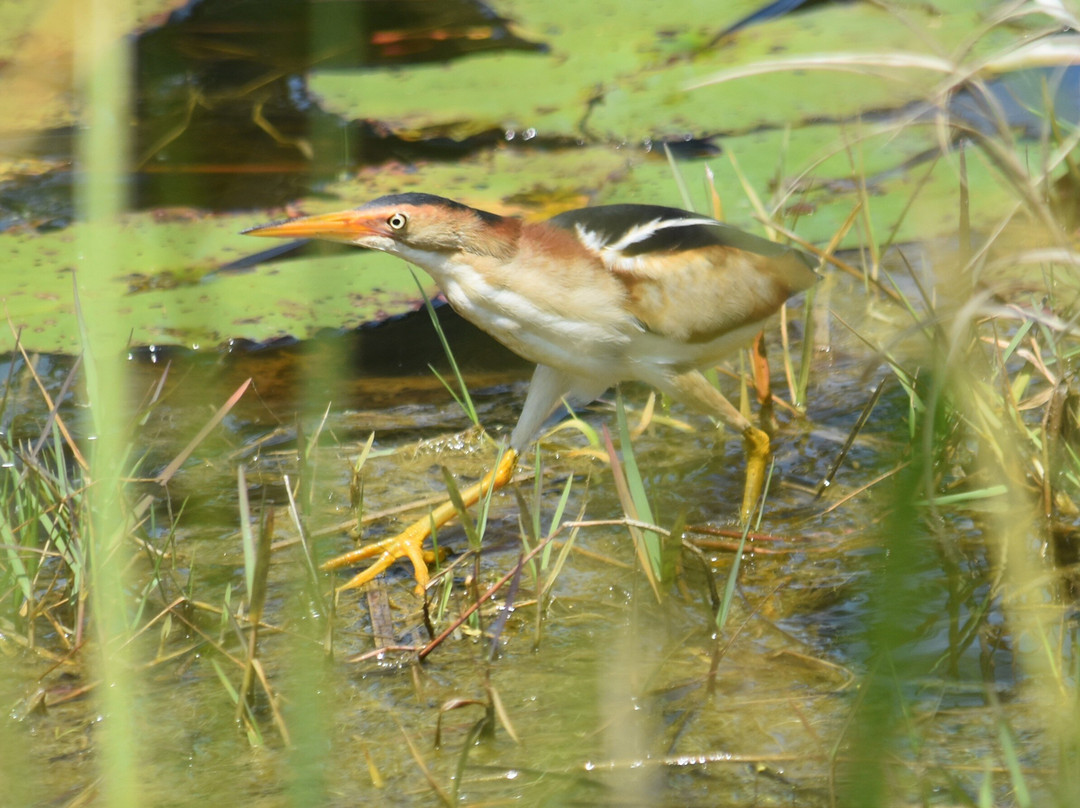 Alabama Coastal Birding Trail-格尔夫海岸必去景点