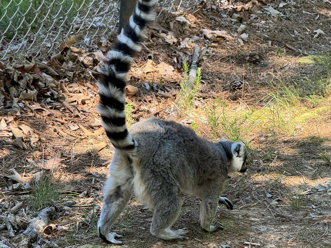 Duke Lemur Center-达勒姆必去景点