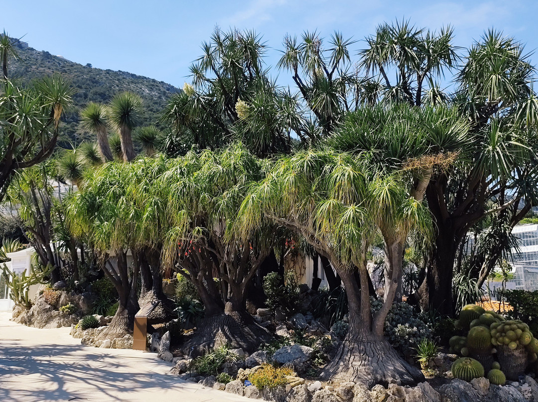 Jardin Exotique de Monaco-摩纳哥城必去景点