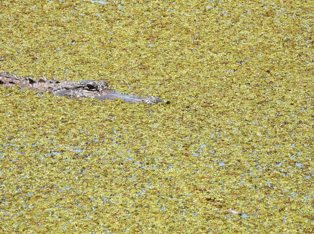 Savannah National Wildlife Refuge-Hardeeville必去景点