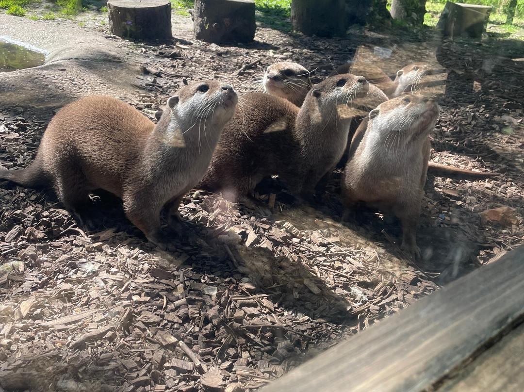 New Forest Wildlife Park-Ashurst必去景点