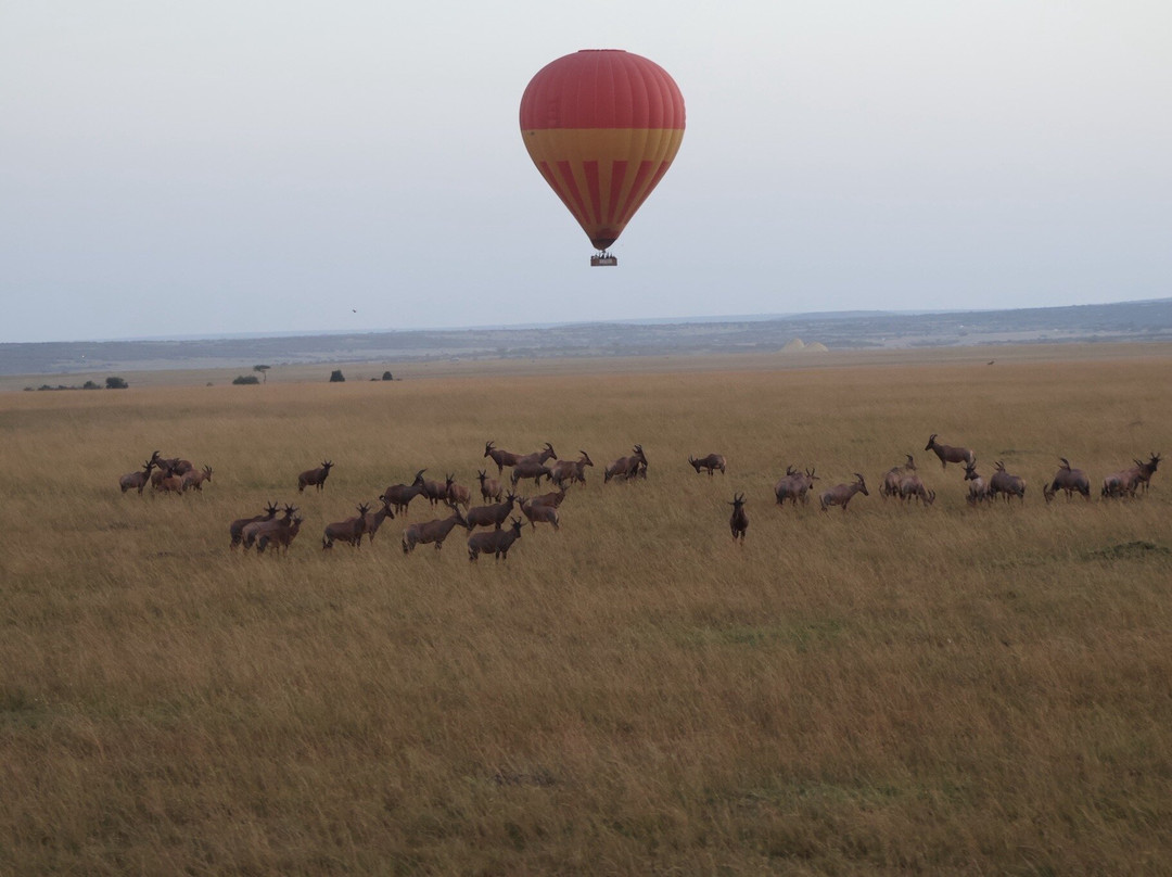 Hot Air Safaris-马赛马拉国家野生动物保护区必去景点