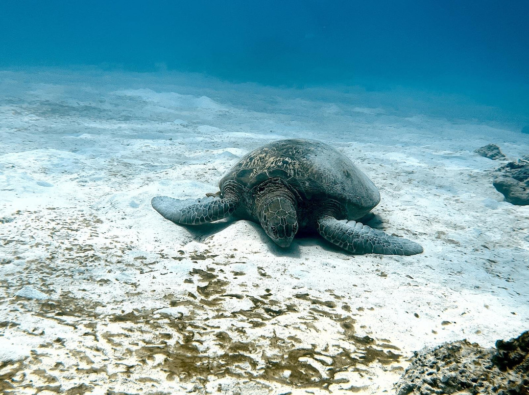 Dugong Dive Center-San Jose必去景点