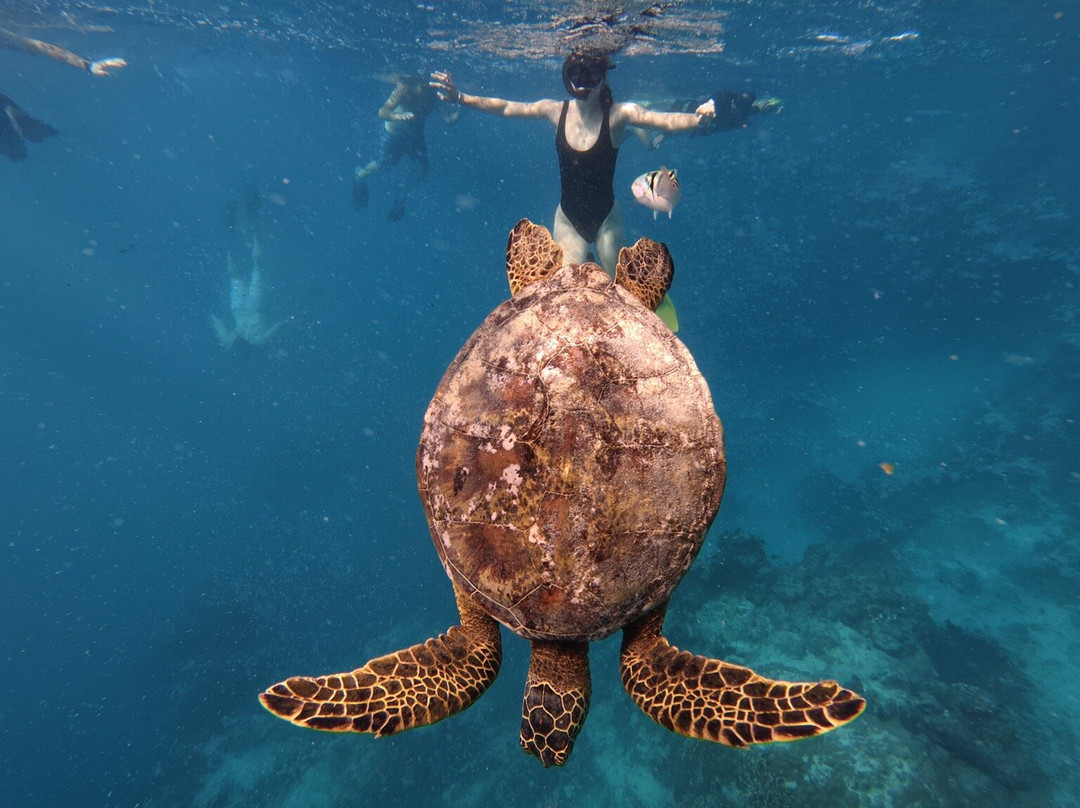 Go Local Cook Islands-堤堤卡维加必去景点