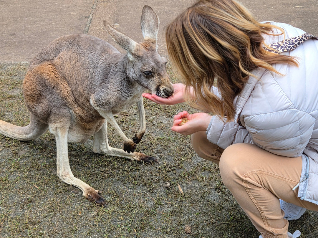 Caversham Wildlife Park-怀特曼 必去景点