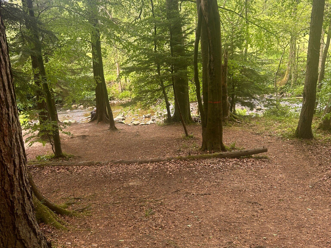 Hamsterley Forest-Hamsterley必去景点