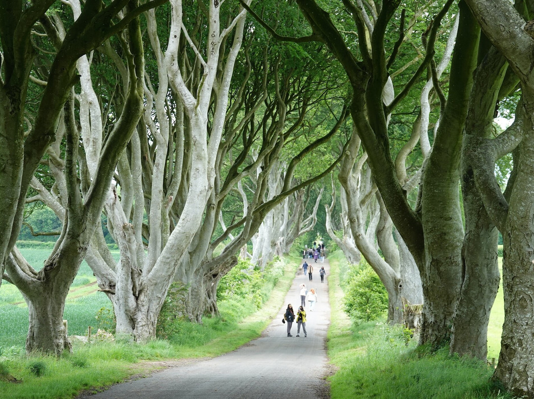 The Dark Hedges-巴利马尼必去景点