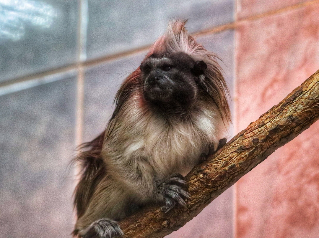 Piton Zoological Centre-Komsomolsk-on-Amur必去景点