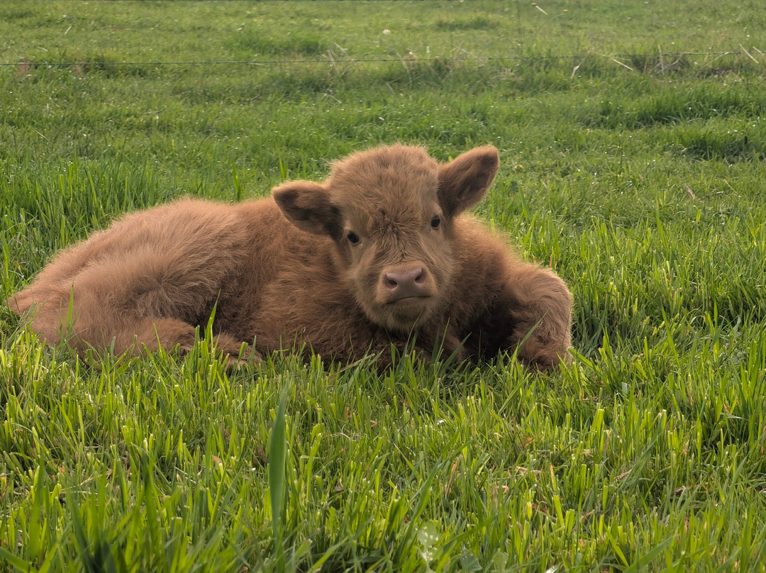 Scotchwood Farm - Highland cow Experience-Boyup Brook必去景点