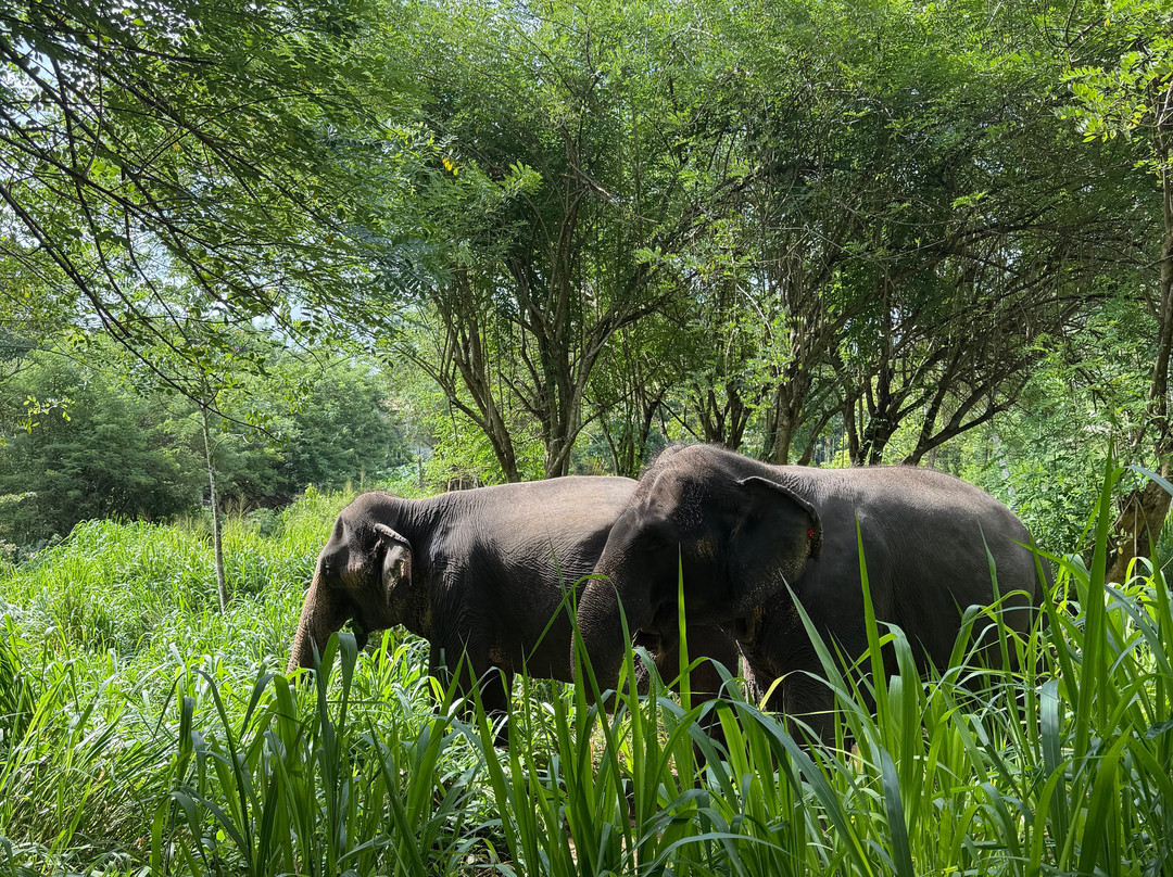 Elephant Freedom Project-凯格勒 必去景点