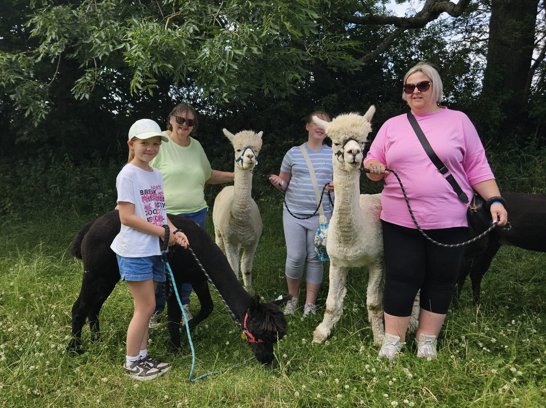 Charnwood Forest Alpacas-Boundary必去景点