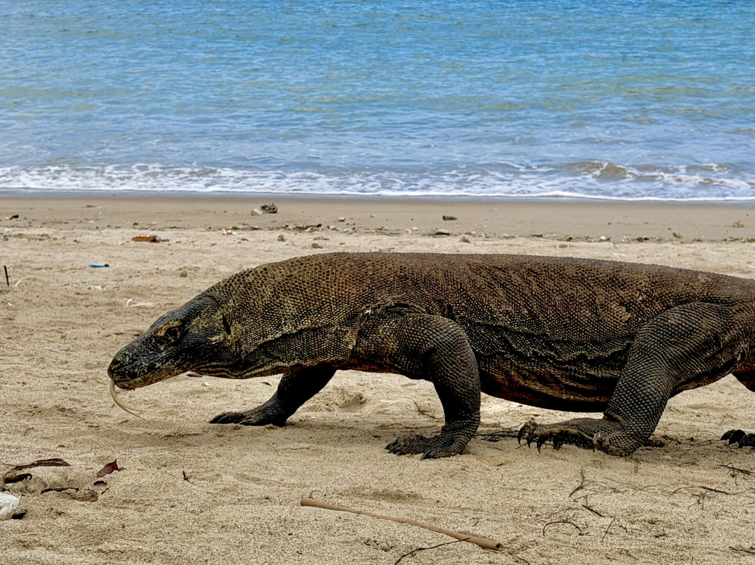 Komodo Dreamland Tour-Labuan Bajo必去景点