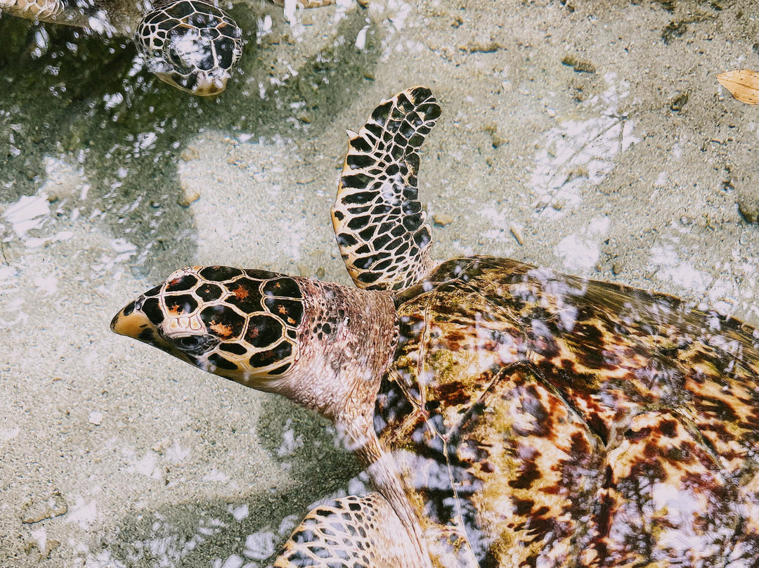 Albitours Cartagena-卡塔赫纳必去景点