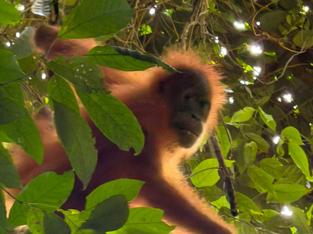 Sumatra Orangutan Explore-武吉拉旺必去景点