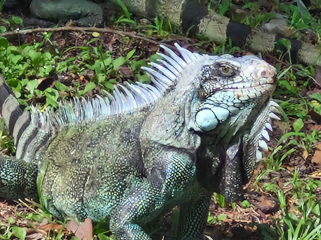 Zoo de Martinique-Le Carbet必去景点