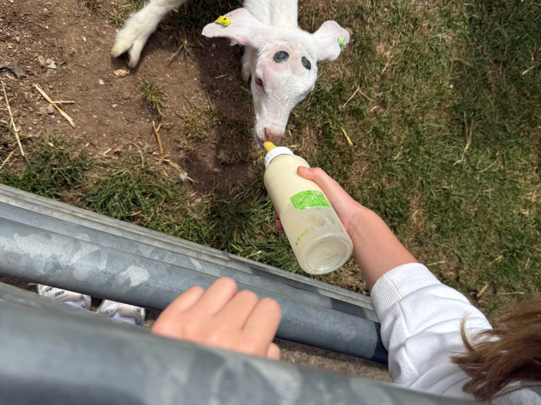 Pennywell Farm-Buckfastleigh必去景点