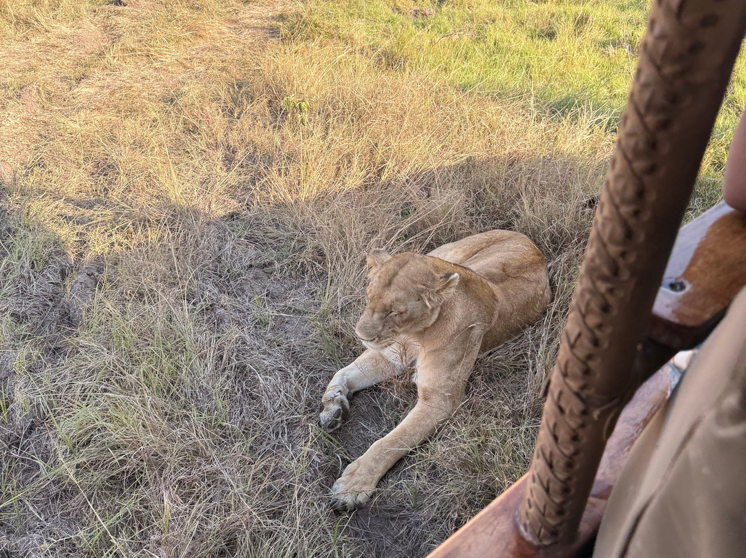 Seringet Mara Camp - Nigel Archer Safaris