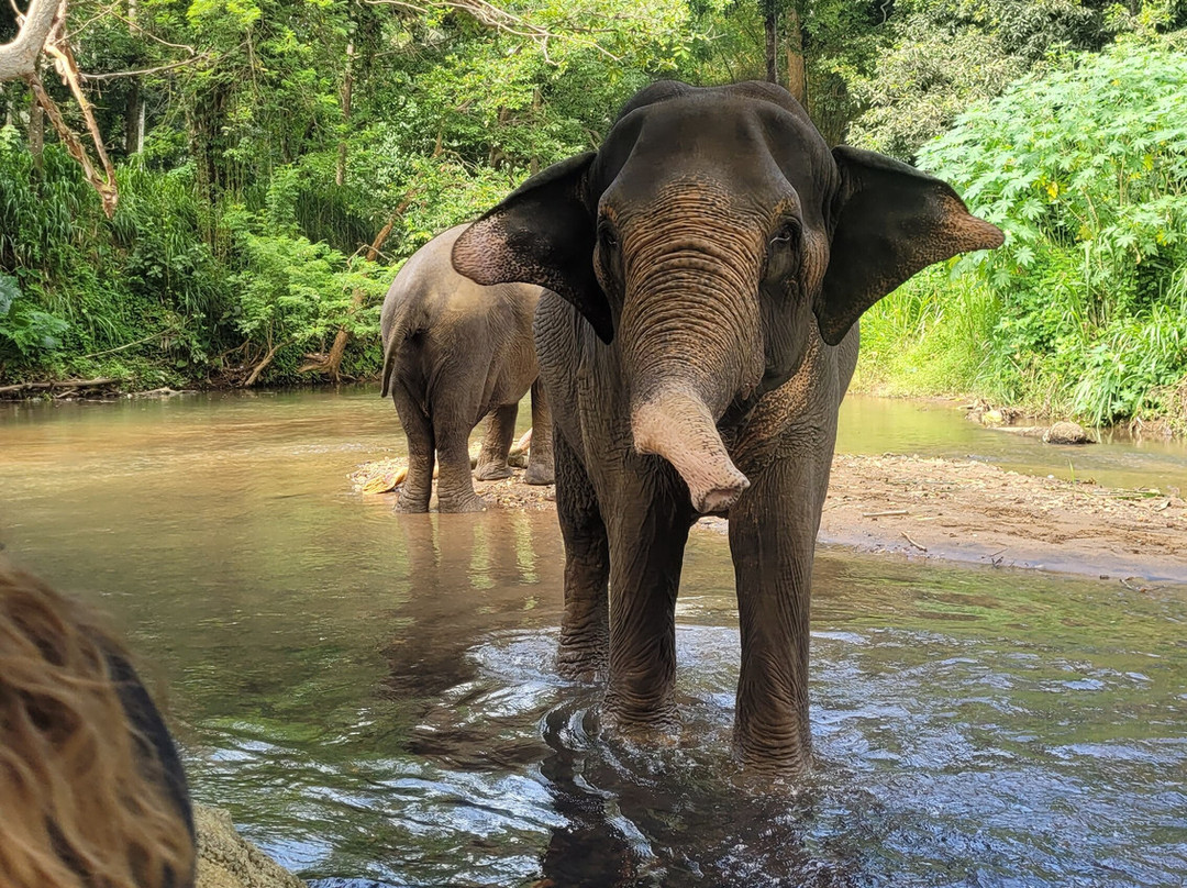 Elephant Freedom Project-凯格勒 必去景点