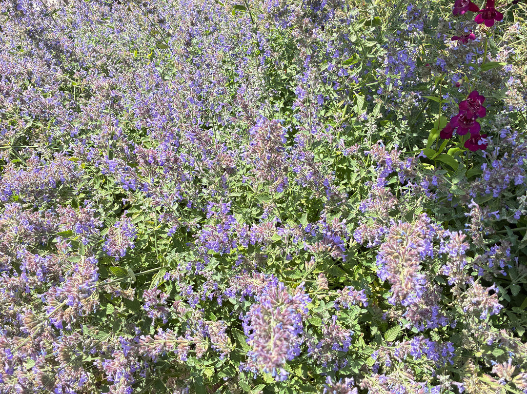 RHS Garden Hyde Hall-切姆斯福德必去景点