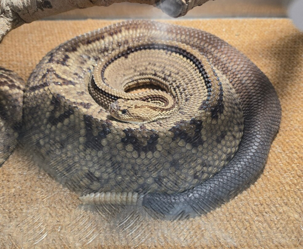 Reptile Garden-开普敦中心区必去景点