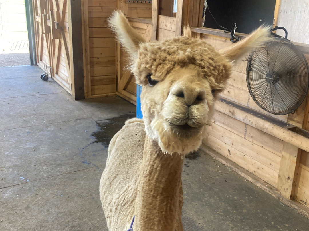 Alpacas Charlevoix-Les Eboulements必去景点
