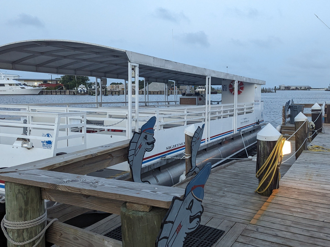 Harbor Star Dolphin Tours