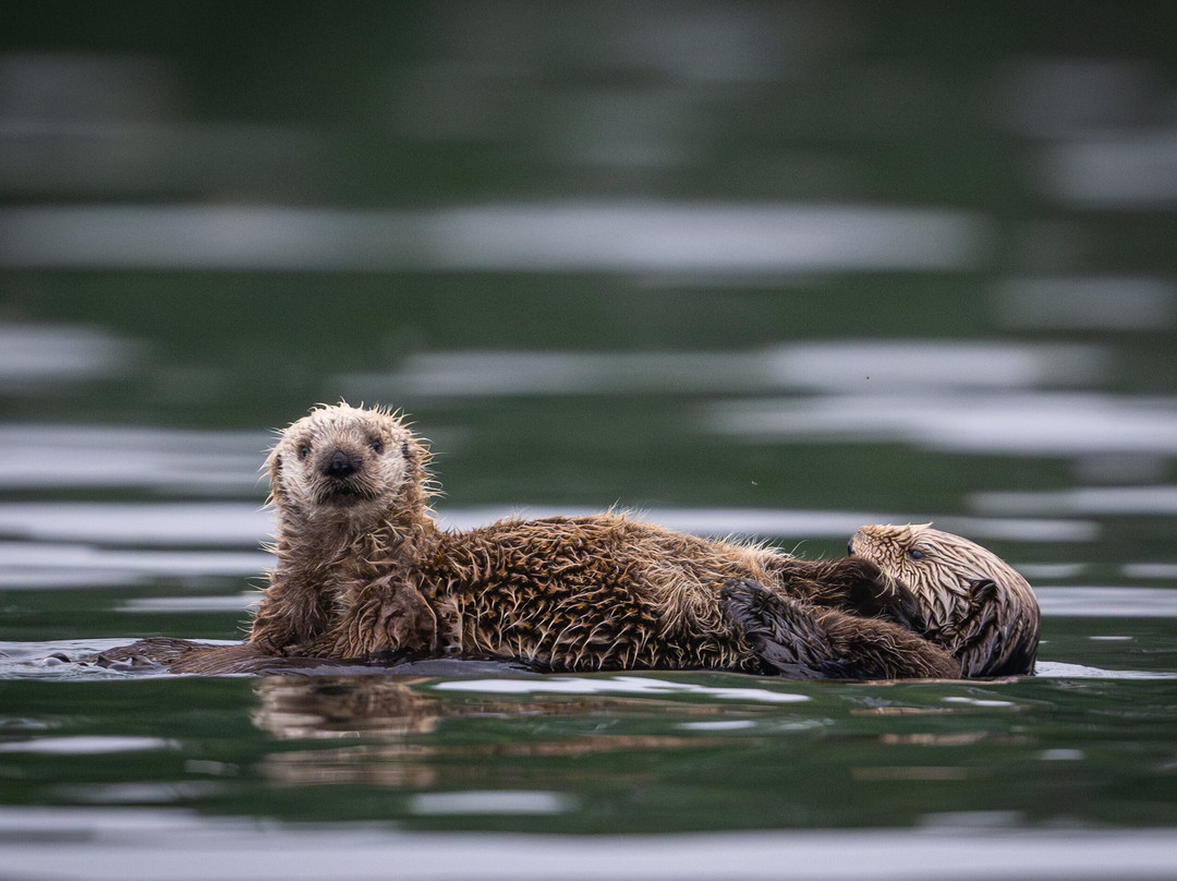 Sea Otter Eco Tours-Port Alice必去景点