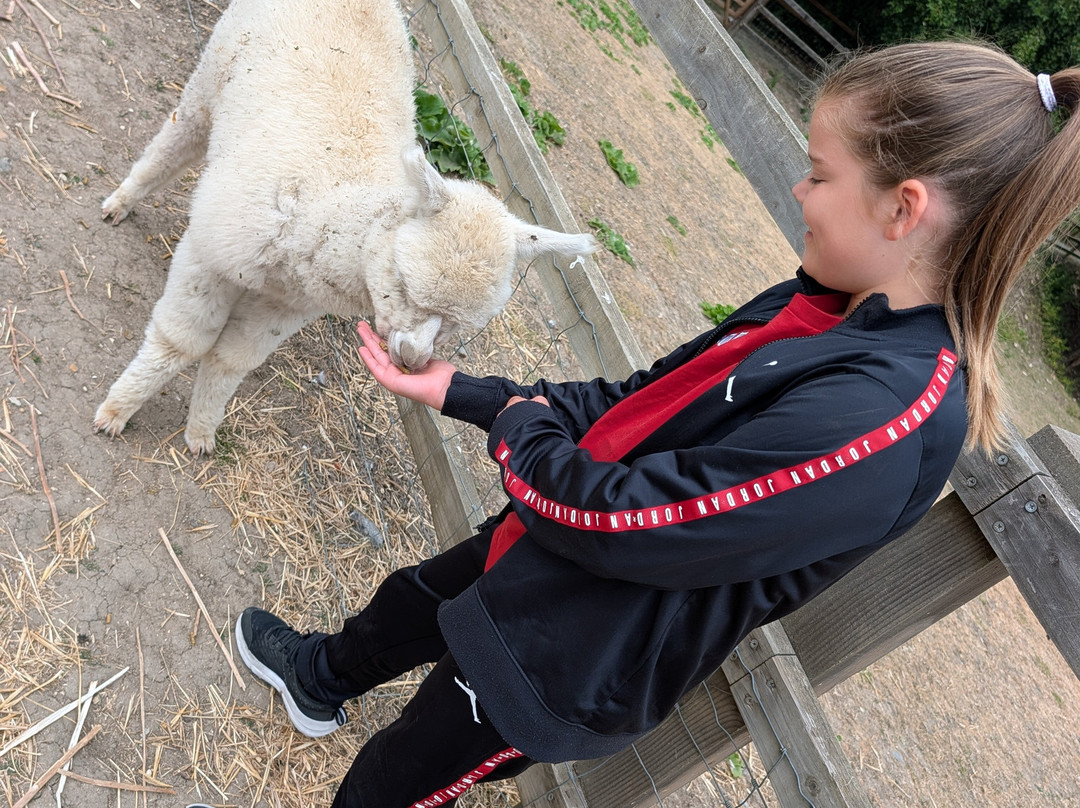 Stantons Farm - Petting Farm-Black Notley必去景点